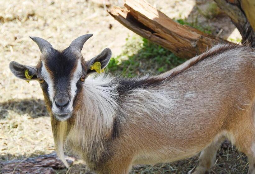 فندق Platiederhof