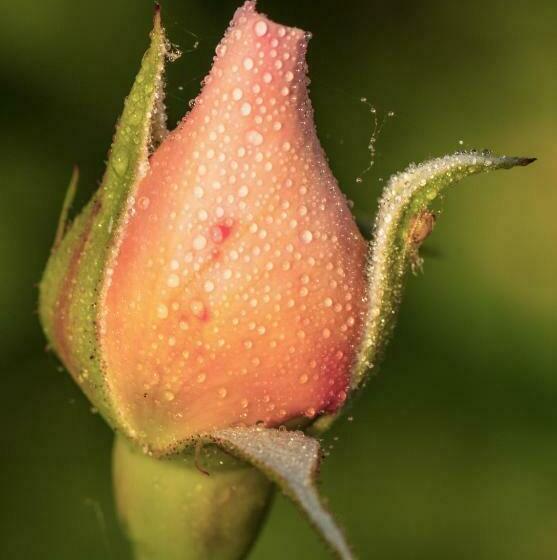 Bed and Breakfast The Wild Seeds