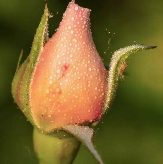 Aamiaismajoitus (B&B) The Wild Seeds