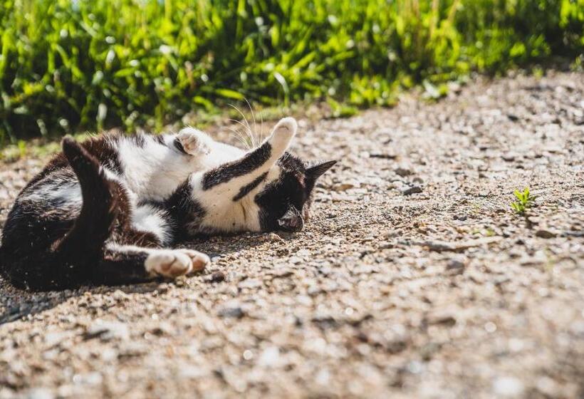Отель Ferienwohnungen Wiesbauer
