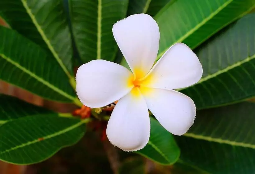 Ayu Hotel Karimunjawa