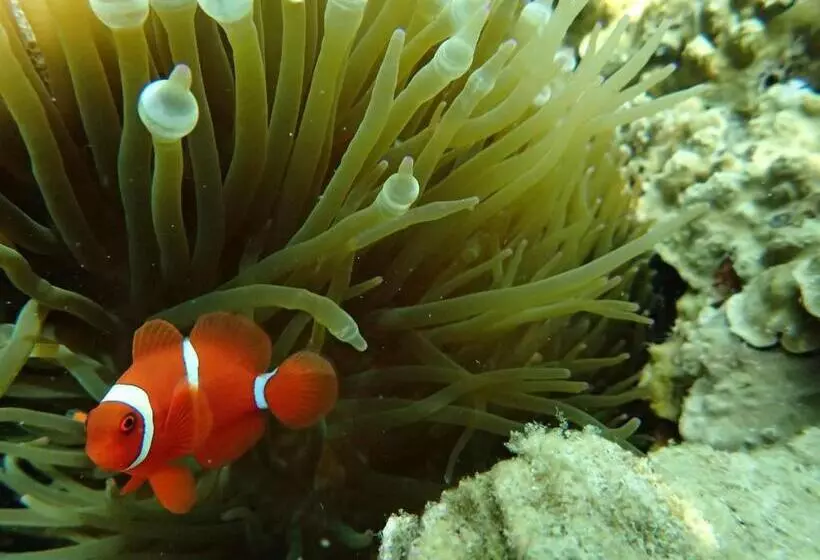 Ayu Hotel Karimunjawa