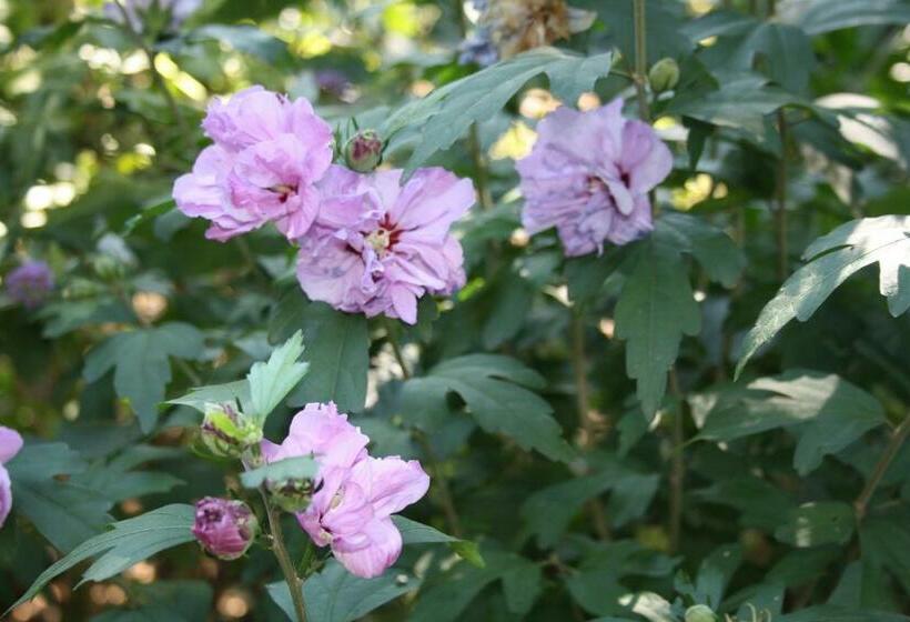 צימר Biedermeier