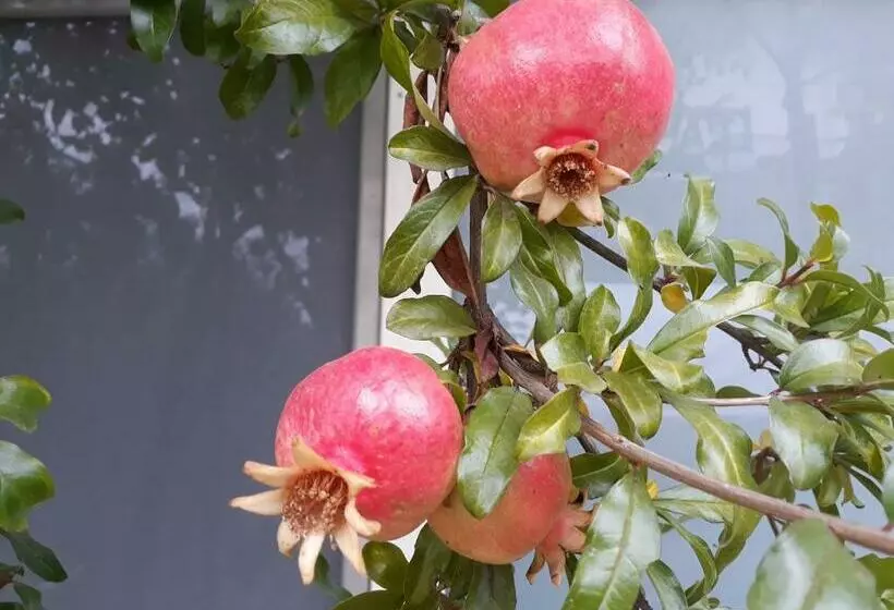 Aamiaismajoitus (B&B) Il Melograno