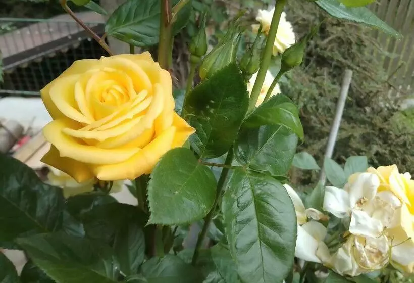 Aamiaismajoitus (B&B) Il Melograno