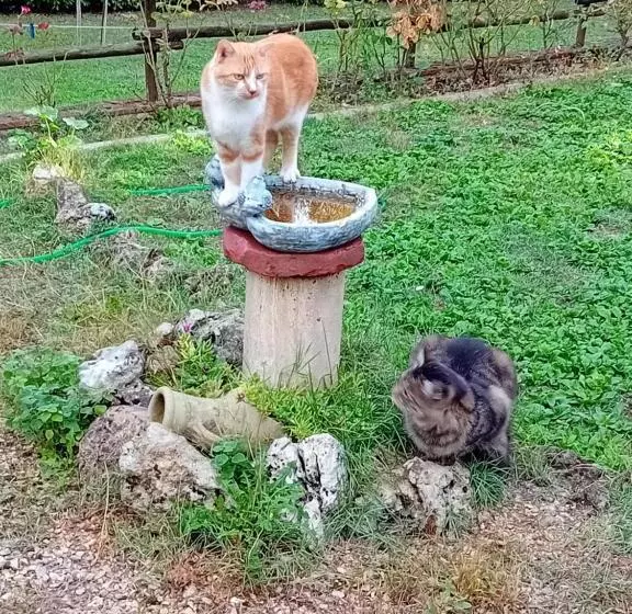 ベッドアンドブレックファースト Boscodisotto