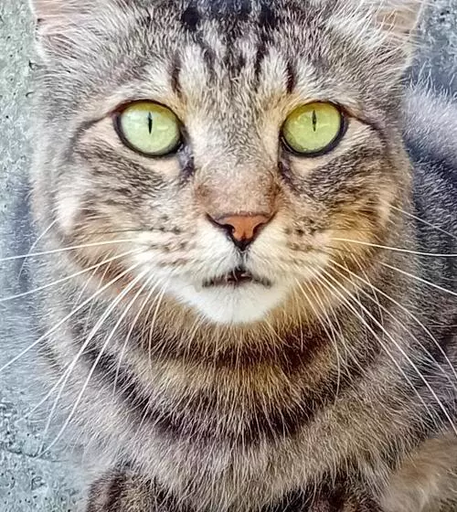 ベッドアンドブレックファースト Boscodisotto