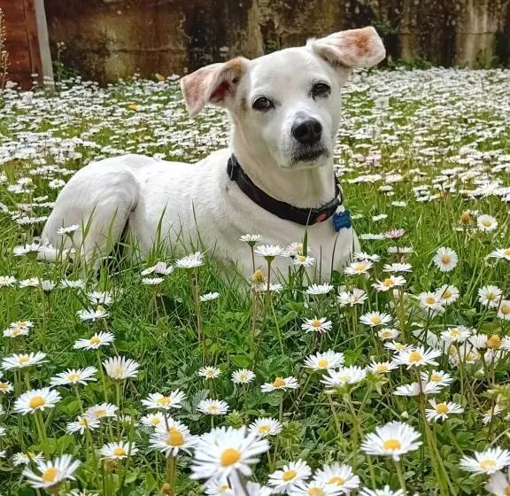 ベッドアンドブレックファースト Boscodisotto