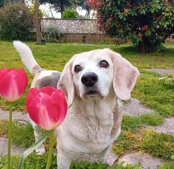 مبيت وإفطار Boscodisotto