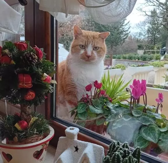 ベッドアンドブレックファースト Boscodisotto