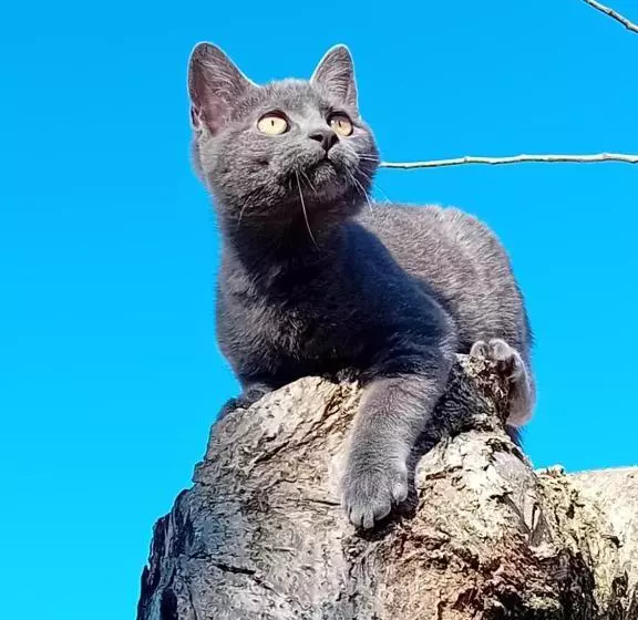 ベッドアンドブレックファースト Boscodisotto