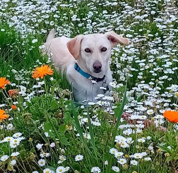 مبيت وإفطار Boscodisotto