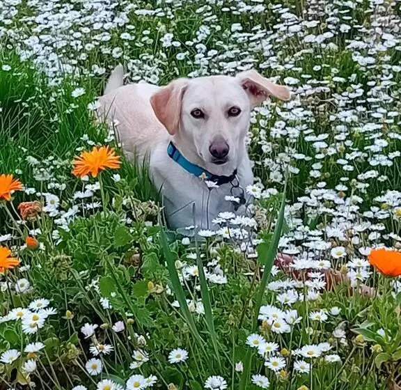 ベッドアンドブレックファースト Boscodisotto