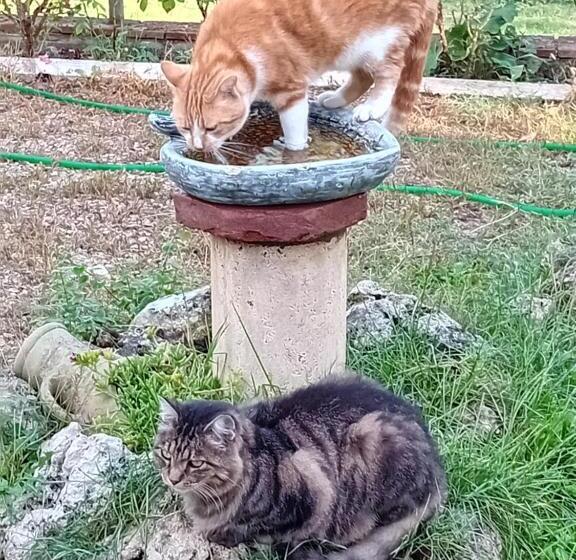 مبيت وإفطار Boscodisotto