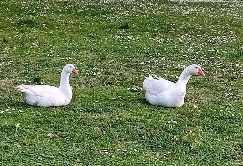 مبيت وإفطار Boscodisotto