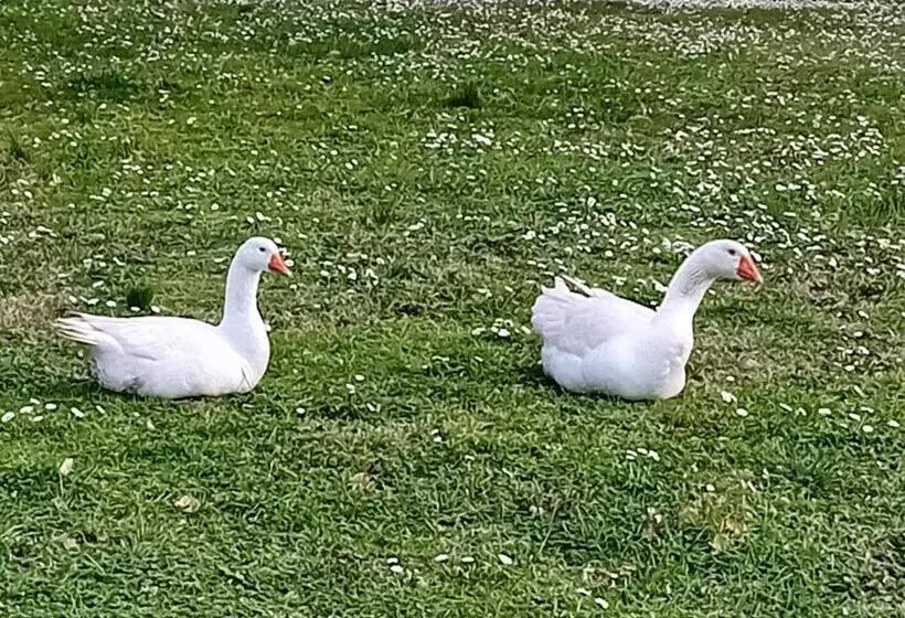 ベッドアンドブレックファースト Boscodisotto