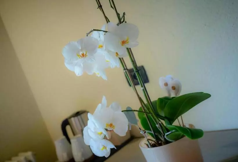 Aamiaismajoitus (B&B) Villamour Boutique Hotel & Spa