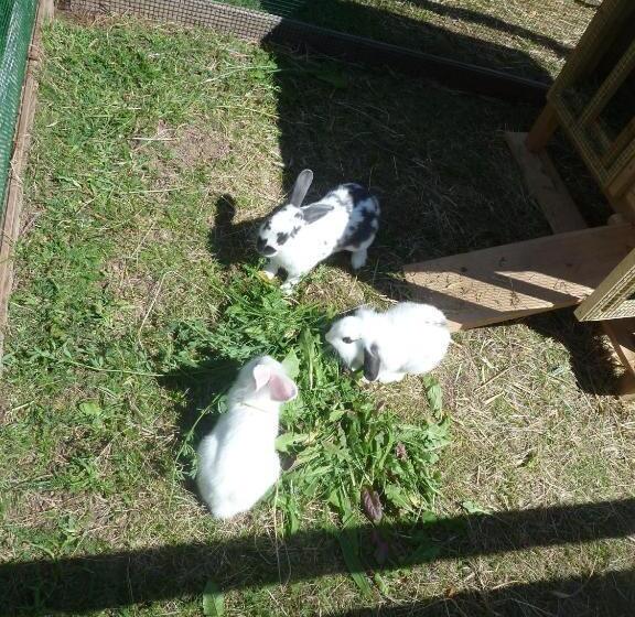 ホテル Gfliererhof