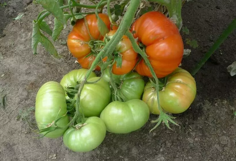 B&b De Kleine Wijngaard