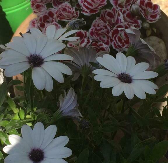 צימר Konak Lapeistra