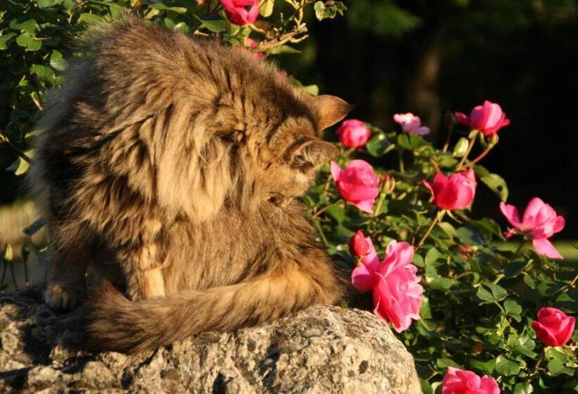 بنسيون Mas Des Clauzals