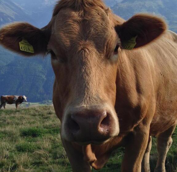 בית מלון כפרי Biobauernhof Kleinummerstall