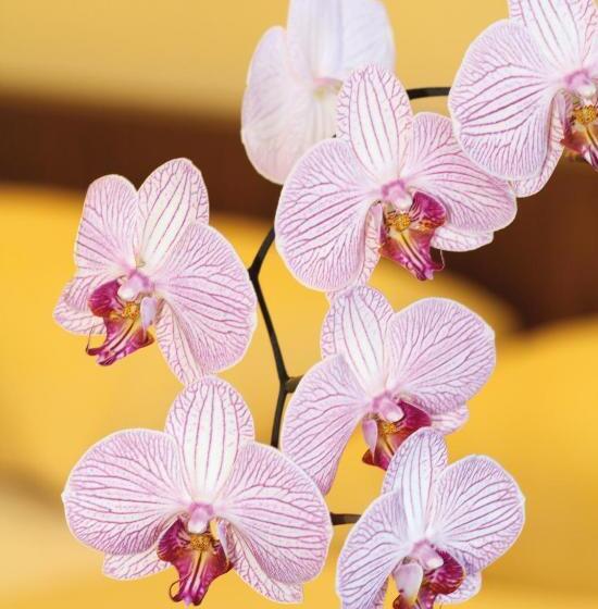 هتل Garni Hochwurzen