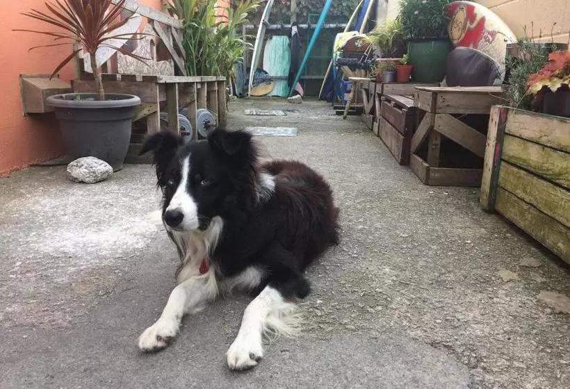 ユースホステル Newquay International Backpackers