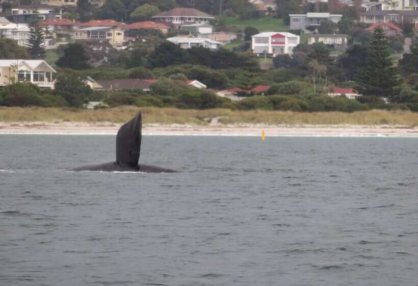 Albany Motel & Apartments