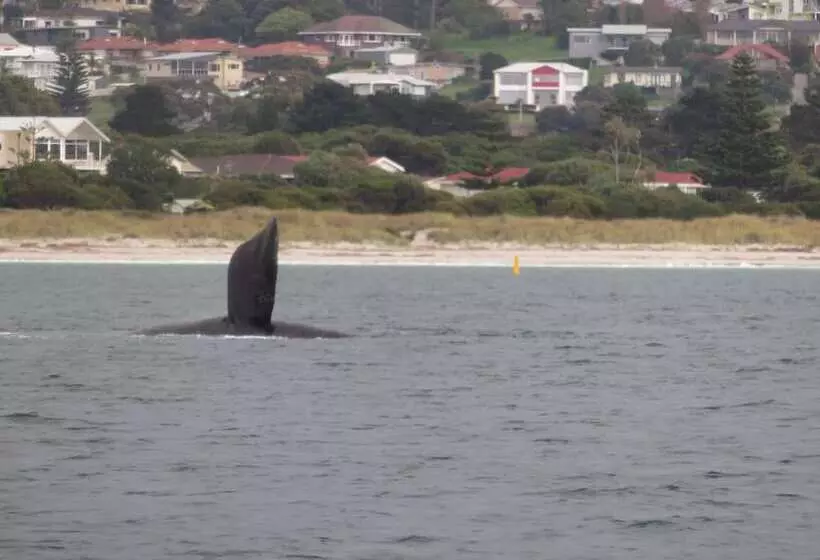 Albany Motel & Apartments