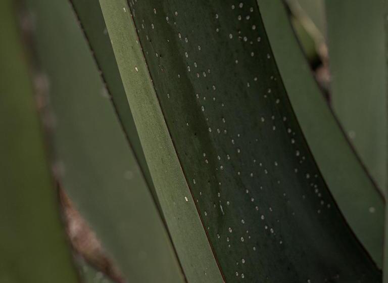 فندق Hacienda De La Luz