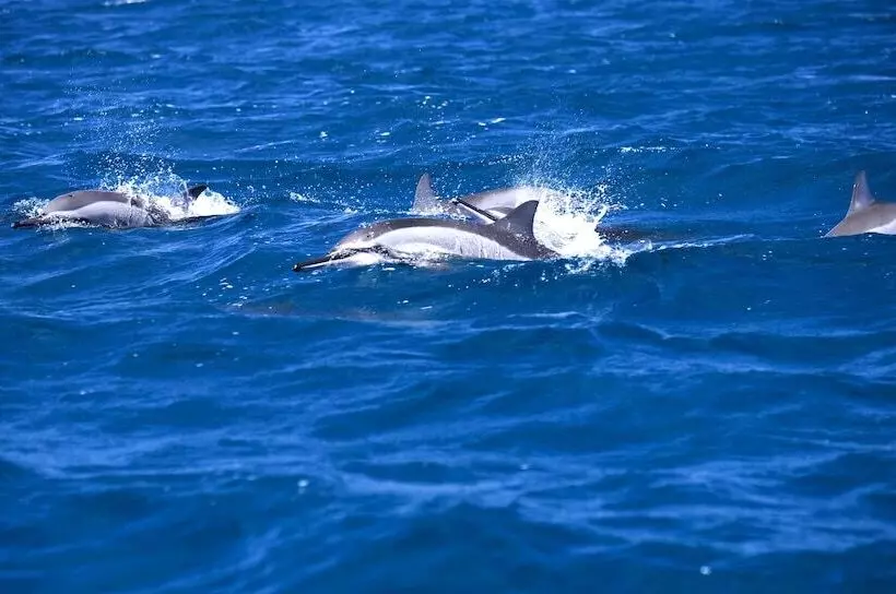 هتل So/ Sofitel Mauritius