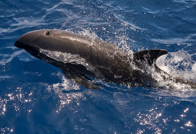 Hotel Raffles Maldives Meradhoo