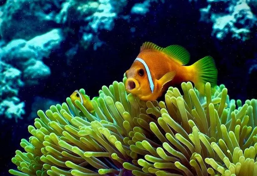 Hotel Raffles Maldives Meradhoo