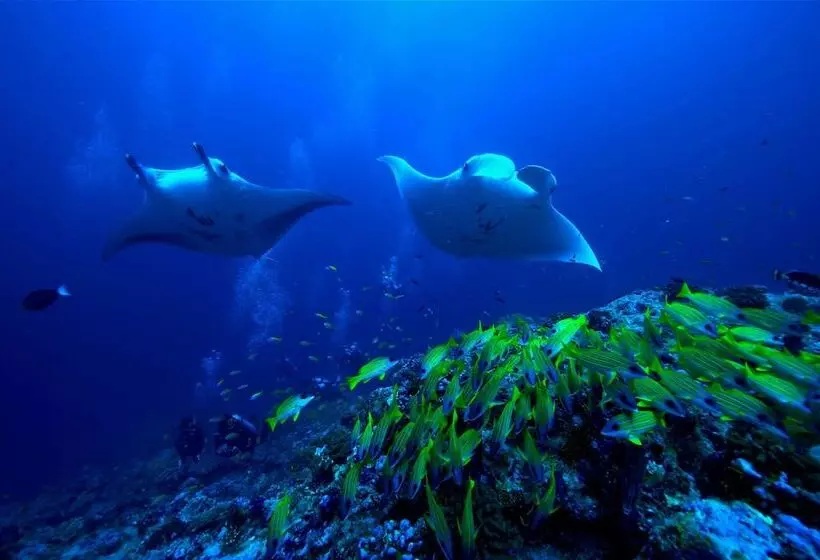 Hotel Raffles Maldives Meradhoo