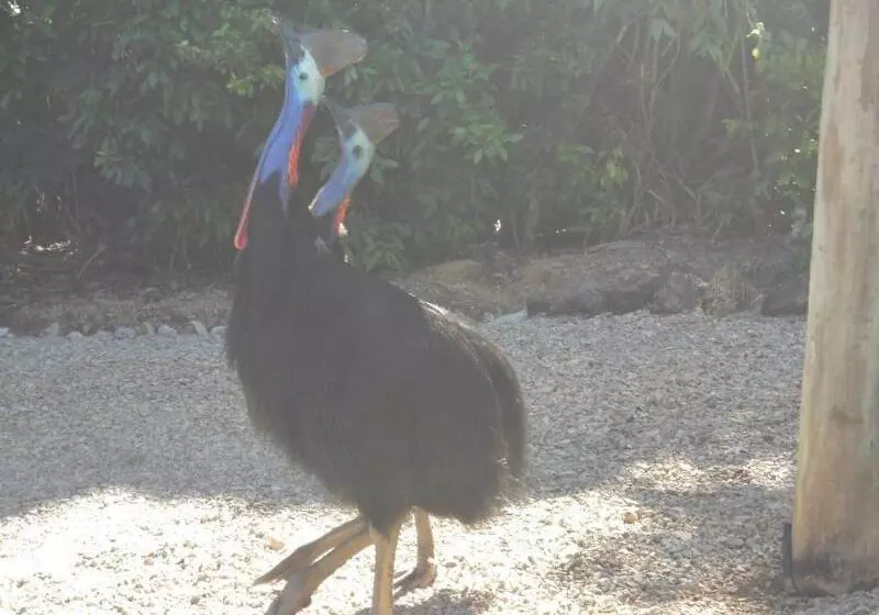 호텔 Licuala Lodge