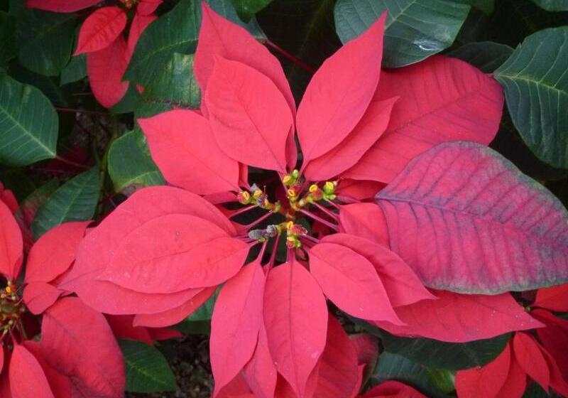 ホテル Licuala Lodge