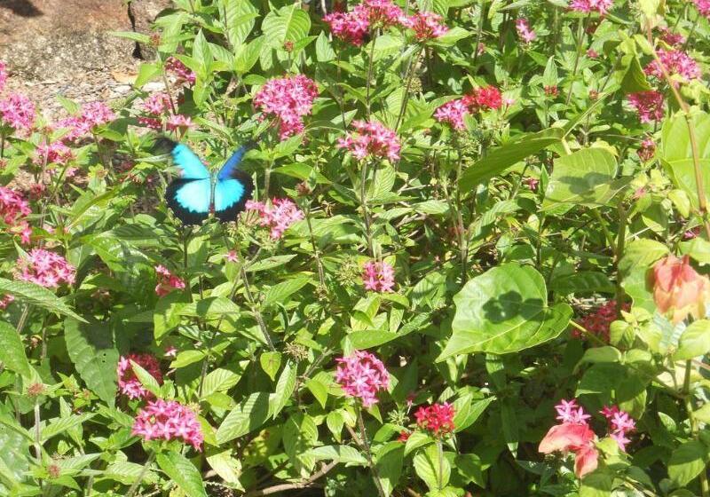 ホテル Licuala Lodge