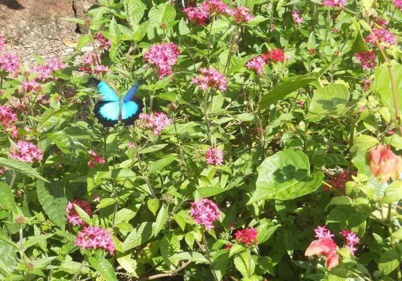 호텔 Licuala Lodge