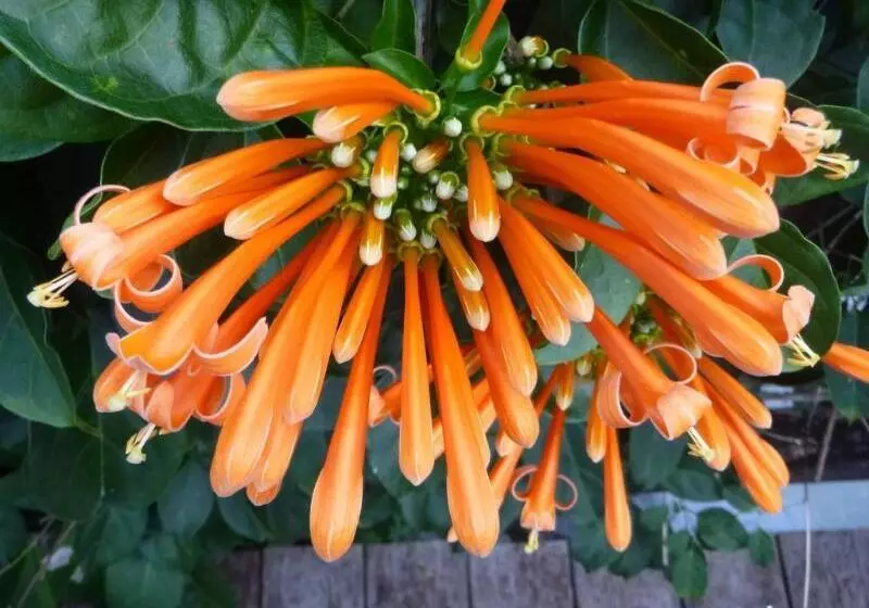 호텔 Licuala Lodge