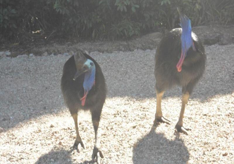 ホテル Licuala Lodge