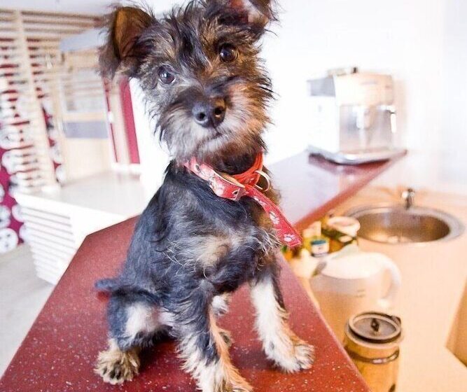 צימר Great Polonia Dwarf Wrocław