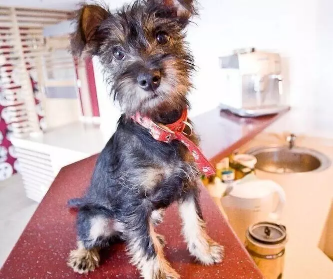 مبيت وإفطار Great Polonia Dwarf Wrocław