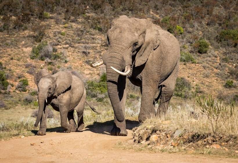 فندق Botlierskop Private Game Reserve