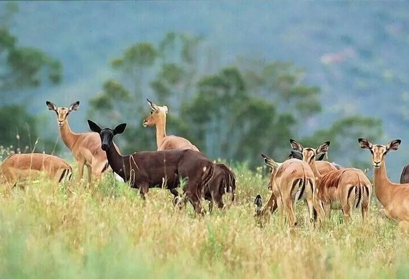 酒店 Botlierskop Private Game Reserve