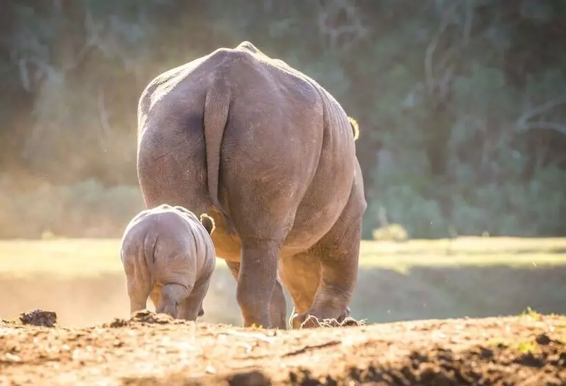 酒店 Botlierskop Private Game Reserve