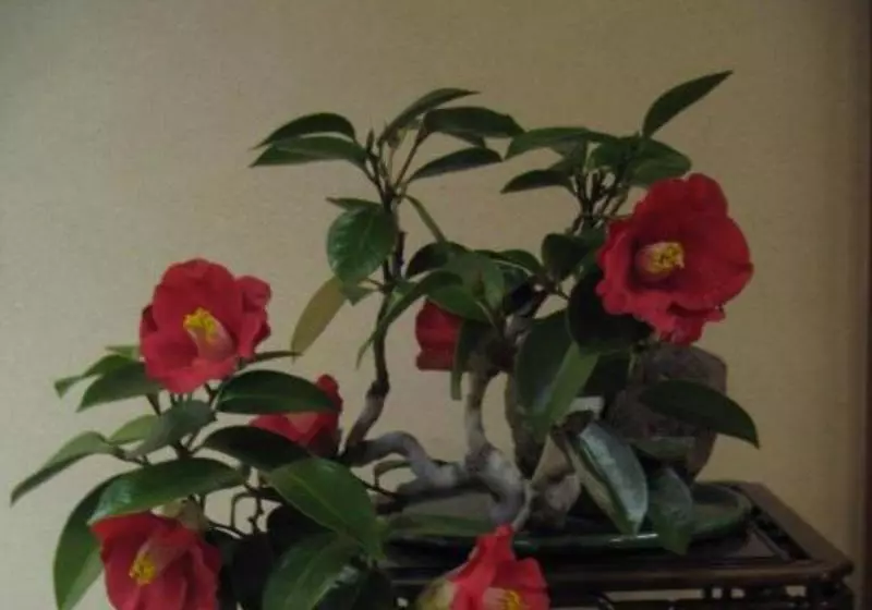 Kappou Ryokan Momiya