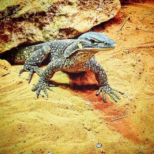 فندق Ningaloo Lodge Exmouth