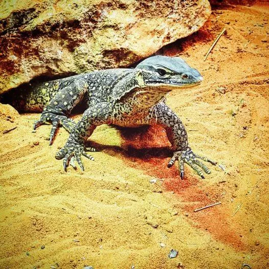 فندق Ningaloo Lodge Exmouth