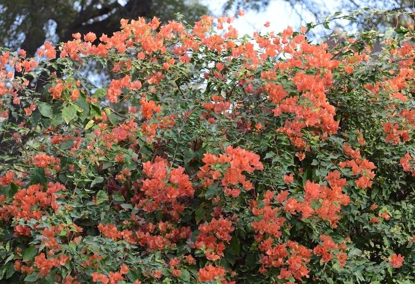 ホテル Ratan Vilas